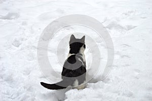 little kitten is playing in the snow