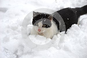 little kitten is playing in the snow