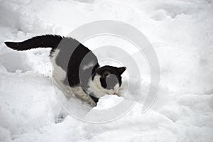 little kitten is playing in the snow