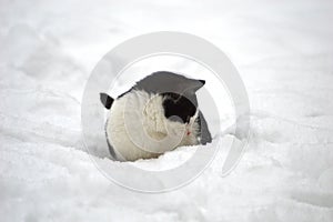 little kitten is playing in the snow