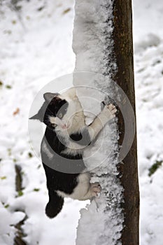 little kitten is playing in the snow
