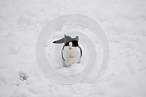 little kitten is playing in the snow