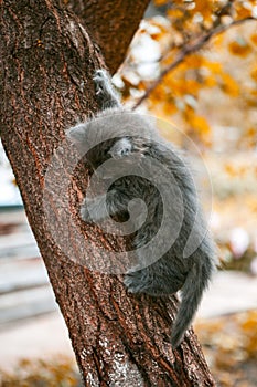 Little kitten playing on the tree