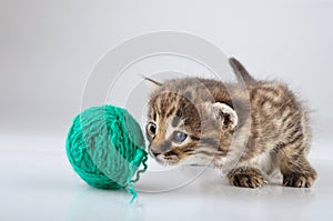 Little kitten playing with a woolball