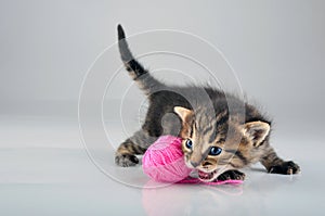 Little kitten playing with a woolball
