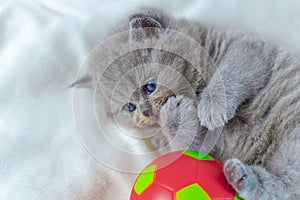 Little kitten plays with a ball