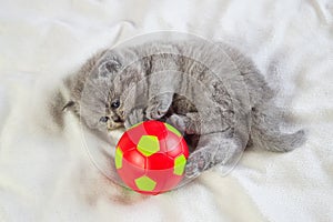 Little kitten plays with a ball