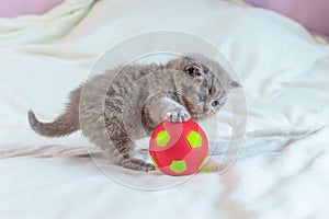 Little kitten plays with a ball