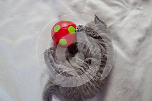 Little kitten plays with a ball