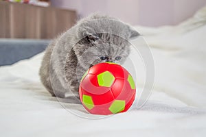 Little kitten plays with a ball