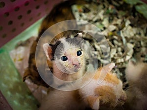 Little kitten plays in the basket.