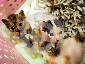 Little kitten plays in the basket.