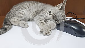 Little kitten plays with a computer mouse on the desktop. Foreground. For puzzles.