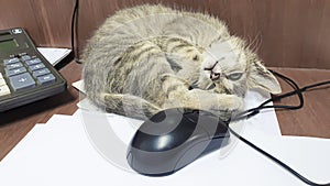 Little kitten plays with a computer mouse on the desktop. Foreground. For puzzles