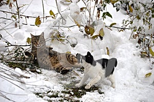 little kitten plays with mom in the snow