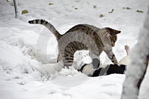 little kitten plays with mom in the snow