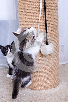 A little kitten plays with a scratching post
