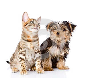 Little kitten and puppy. on white background
