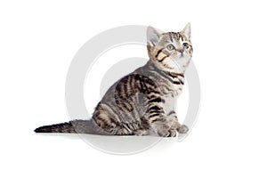 Little kitten pure breed striped british isolated