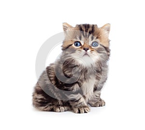 Little kitten pure breed tabby british isolated