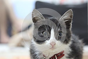 Little kitten with a red collar. Open black cat