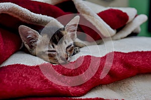 Little kitten on the red and white blanket