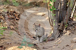 A little kitten resting under a tree in the forest