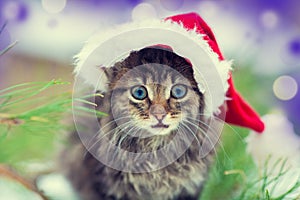 Little kitten in a Santa Claus hat