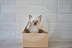 Little kitten sit in cardboard box. Curious playful funny striped kitten hiding in box. Vesrsion 1
