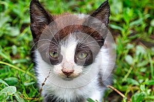 Little kitten sits and hides in the grass