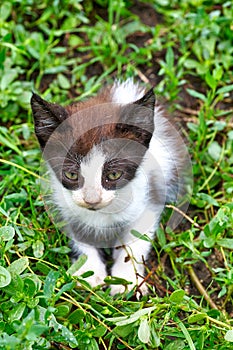 Little kitten sits in the green grass