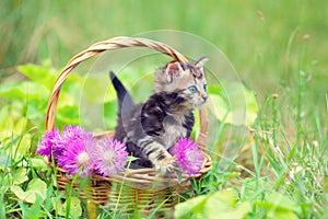 Little kitten sitting in a basket