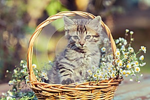 Little kitten sitting in the basket with flowers