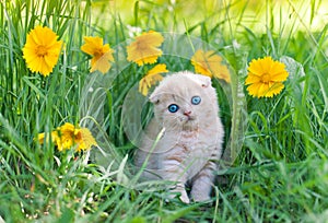 Little kitten sitting in flowers