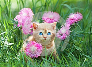 Pequeno gatito en flores 