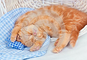 Little kitten sleeping in a basket