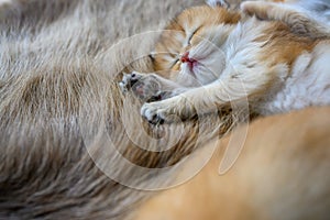 Little kitten sleeping on a brown fur carpet, golden British Shorthair cat, pure pedigree. Beautiful and cute. Sleep well on the