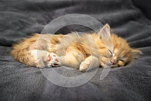 Little kitten sleeps on a coverlet. Small cat sleeps sweetly as a small bed. Sleeping cat in home on a blur gray