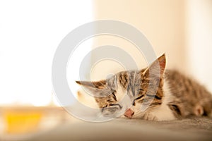 Little kitten sleeps on a coverlet. Small cat sleeps sweetly as a small bed. Sleeping cat in home on a blur light background.