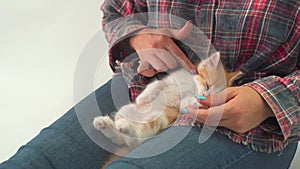 A little kitten sleeps on a woman's legs while being petted by hand