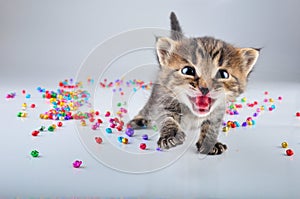Little kitten with small metal jingle bells beads