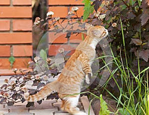 Little kitten sniff photo