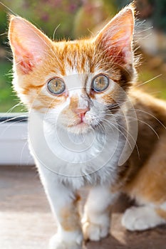 Little kitten with sour cream on his nose. Treats for cats