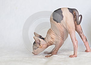 Little kitten Sphynx - Felis catus - hairless cat. Kitten on a white background