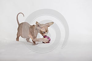 Little kitten Sphynx - hairless cat. Kitten with a balloon on a white background