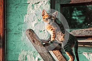 Little kitten stands on an old wooden staircase in the rays of the setting sun