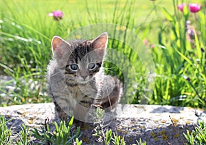 Little Kitten Staring at the Herb