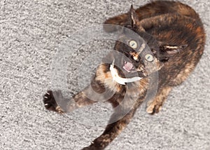 Little Kitten Startled