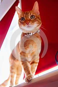 Little kitten staying at window photo