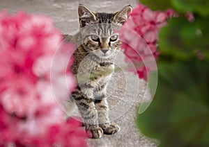 Little kitten on the street